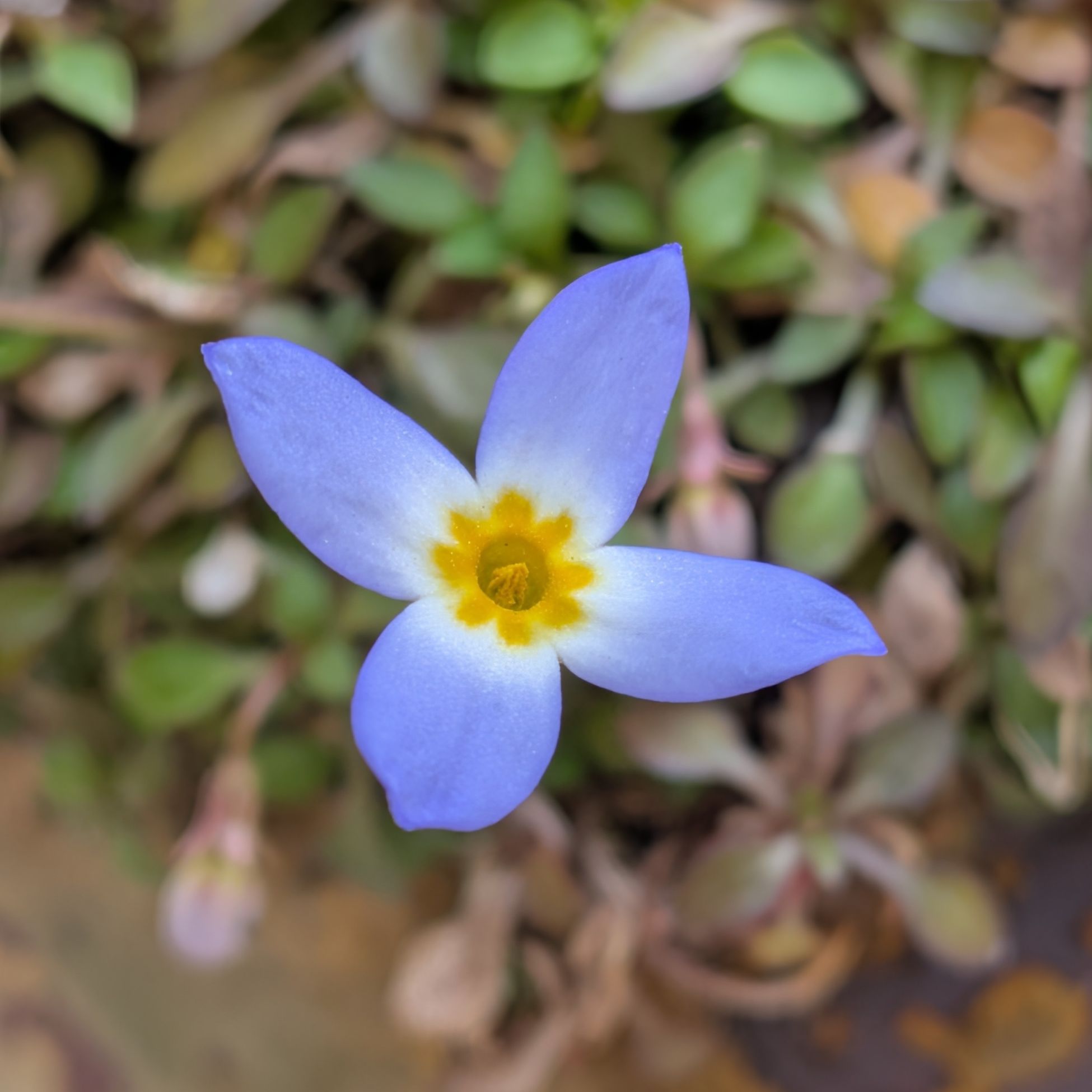 ヒナソウ / Bluets