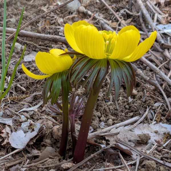 キバナセツブンソウ：花を側面から ／ Winter Aconite - Flower from the side