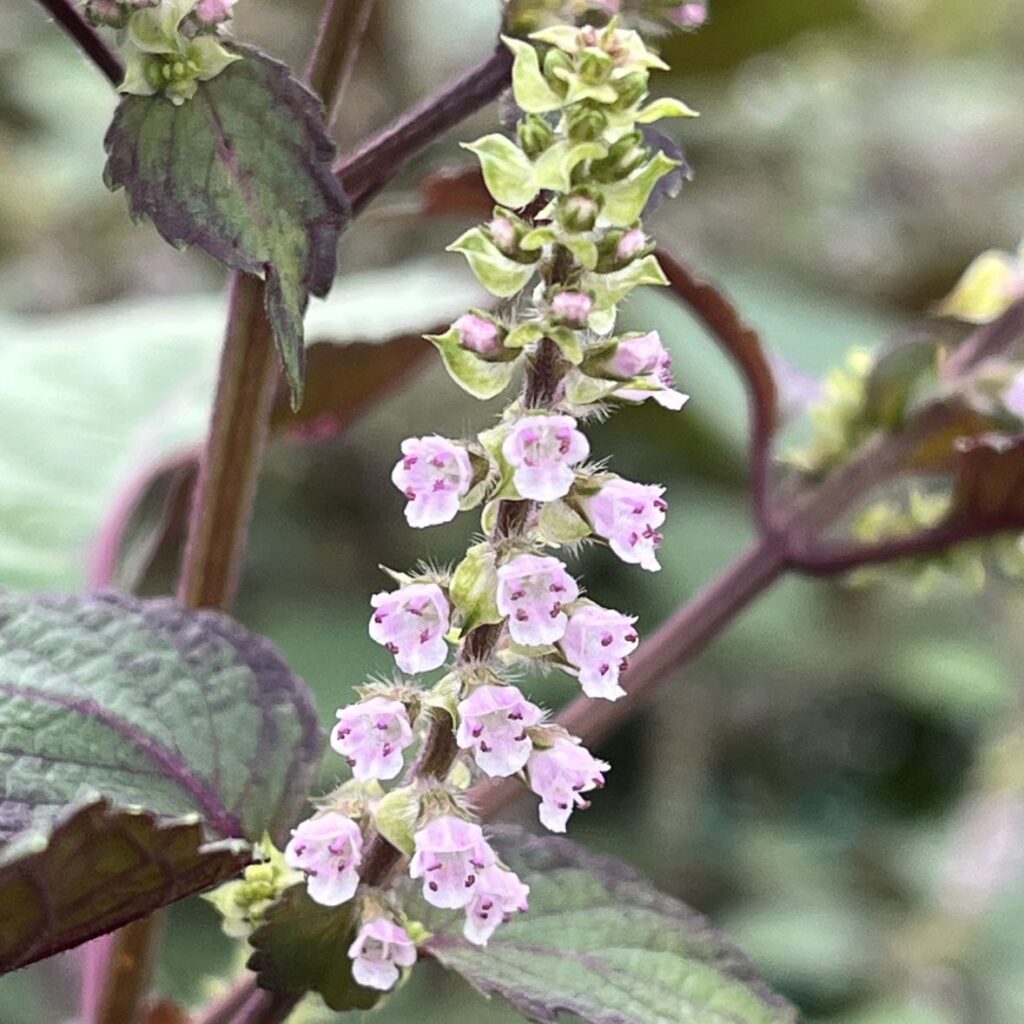 シソ：花穂の唇形花 ／ Shiso - Florets on the spike