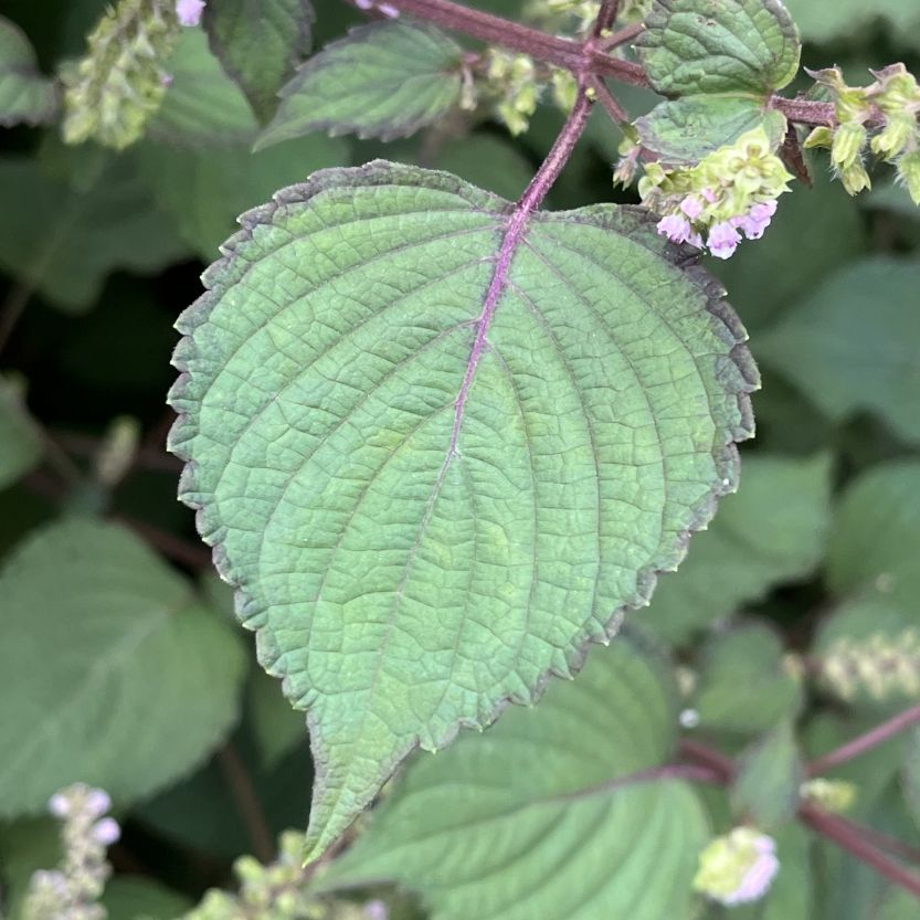 シソ：葉 ／ Shiso - Leaves