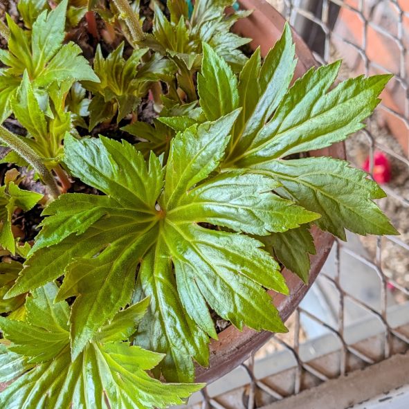 タンチョウソウ:葉 / Manchurian Rockfoil - Leaves