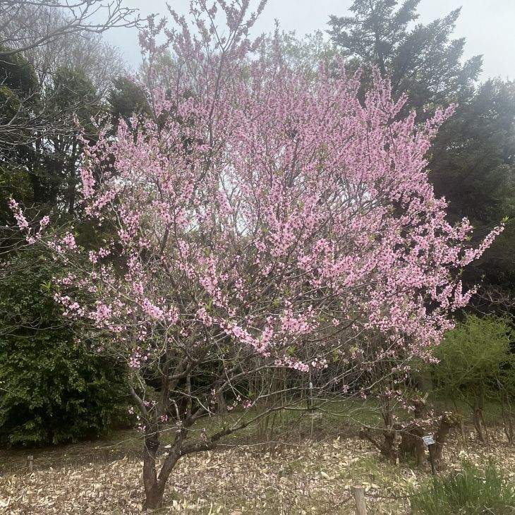 アーモンド：満開 ／ Almond - Full bloom