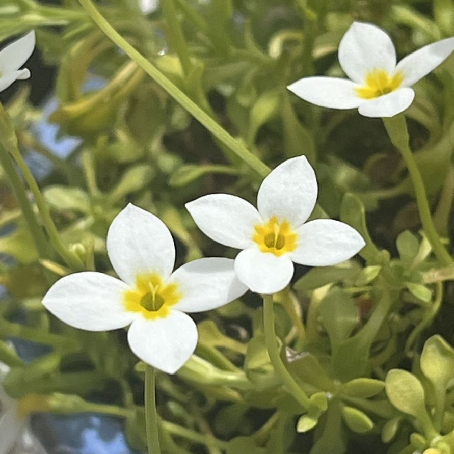 ヒナソウ：白色の花々 ／ Bluets - White flowers