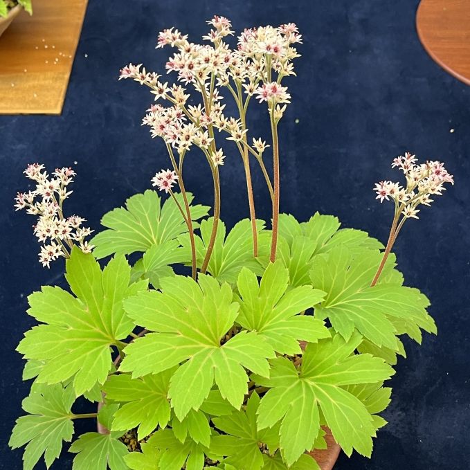 タンチョウソウ:全体 / Manchurian Rockfoil - Whole