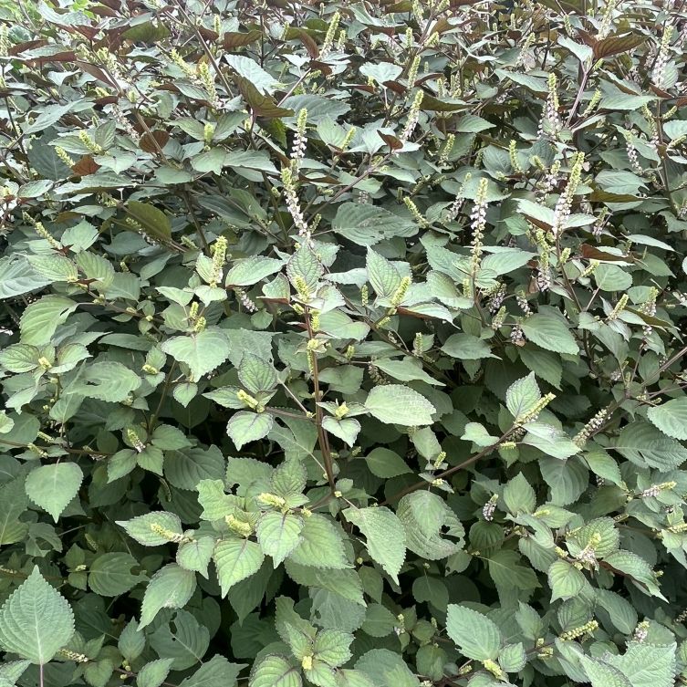 シソ：群生 ／ Shiso - Colony