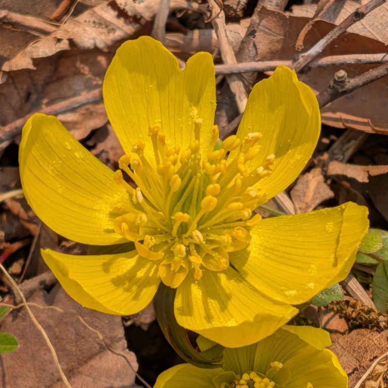 キバナセツブンソウ：花を斜めから ／ Winter Aconite - Flower from an angle