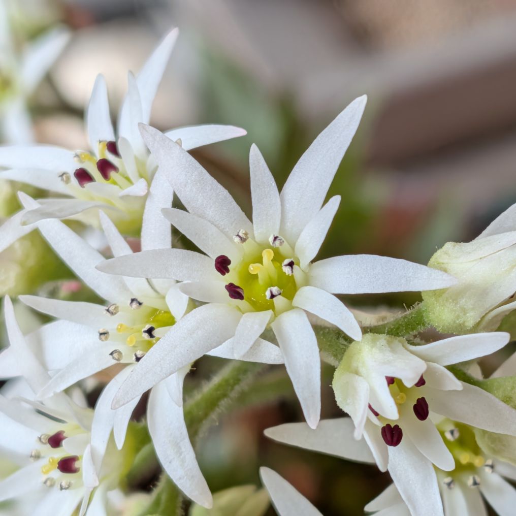 タンチョウソウ:花を近くから / Manchurian Rockfoil - Flowers up close