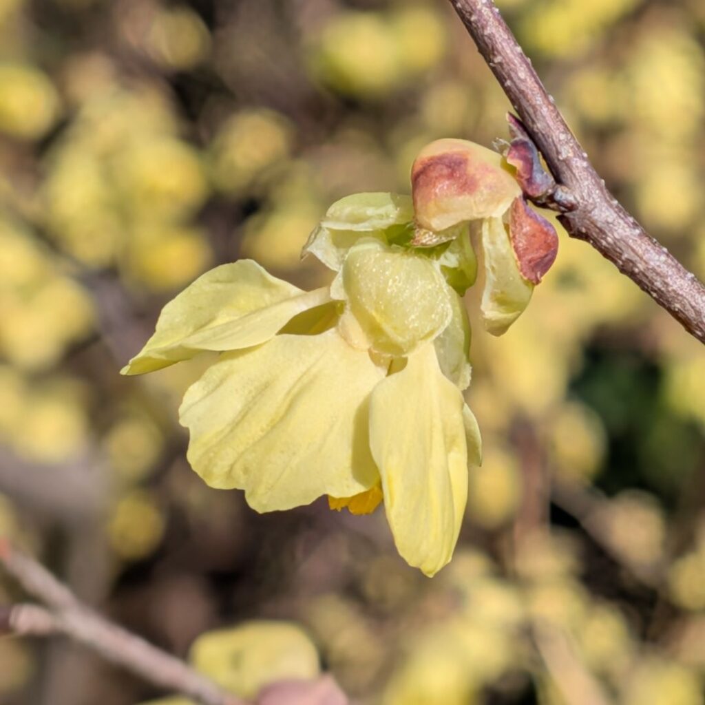 ヒュウガミズキ：花々を横から ／ Buttercup Winter Hazel - Flowers from the side
