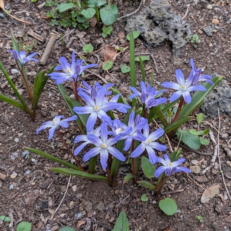チオノドクサ： 花々を上から ／ Glory of the snow - Overhead shot