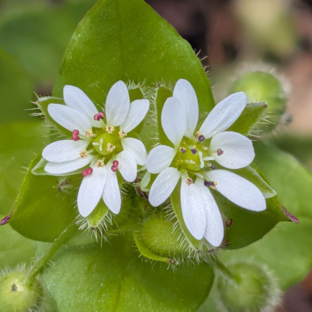 コハコベ: 若い花 / Common Chickweed - Fresh Blooms