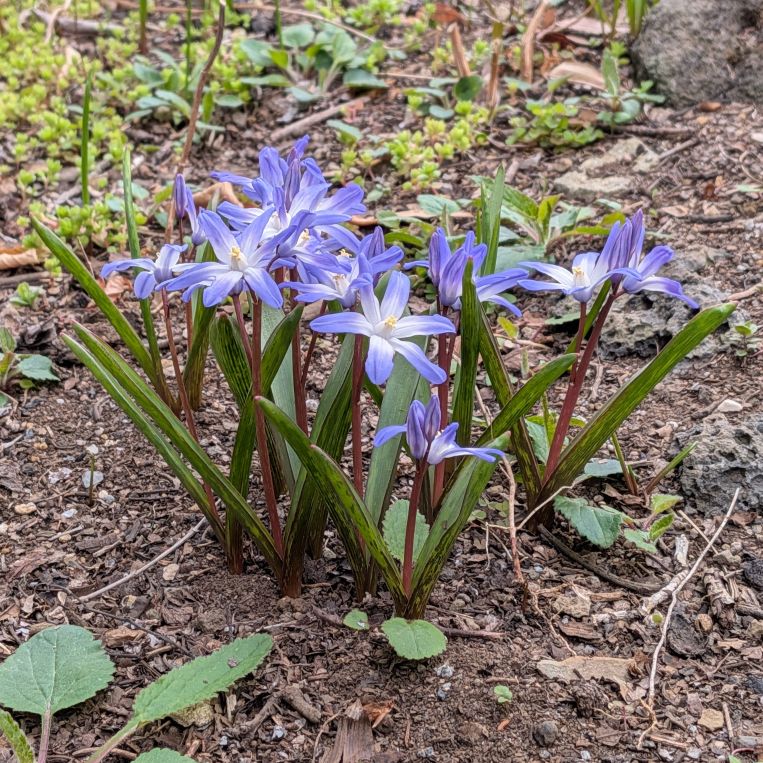 チオノドクサ： 花々を横から ／ Glory of the snow - Profile of flowers