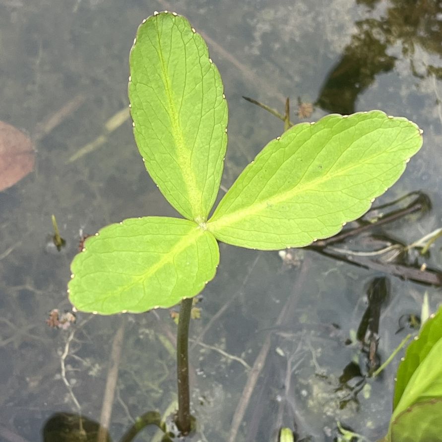 ミツガシワ：葉 ／ Bogbean - Leaves