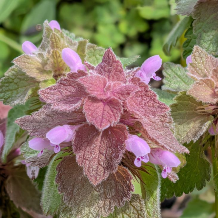 ヒメオドリコソウ:花序を横から / Red Dead-nettle - Inflorescence viewed from the side