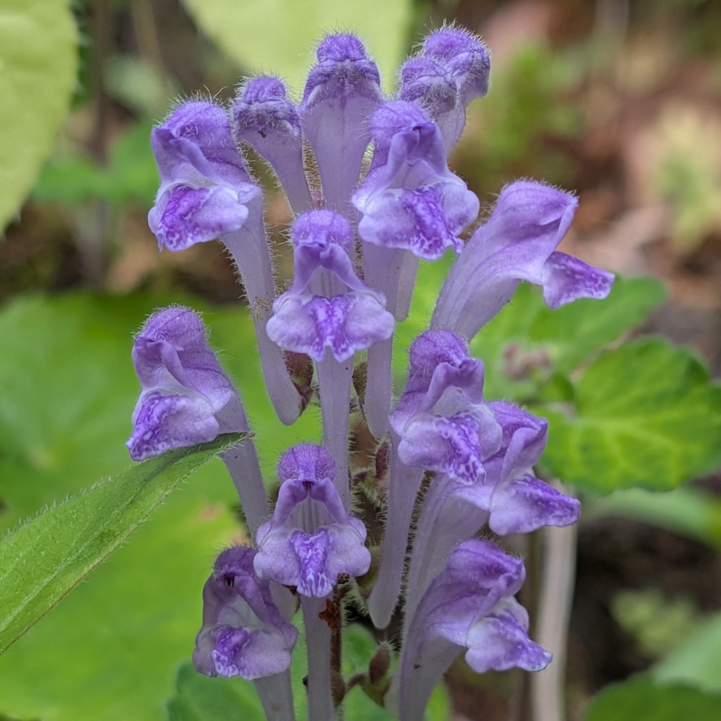 タツナミソウ / Skullcap