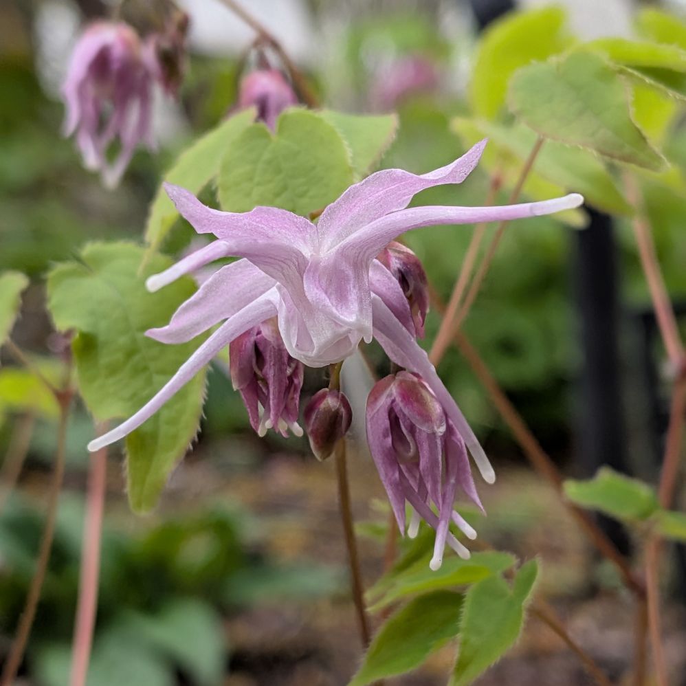 イカリソウ：薄桃色の花 ／ Bishop's Hat - Pale pink flower