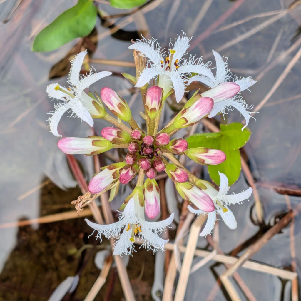 ミツガシワ：花序を上から ／ Bogbean - Inflorescence (top view)