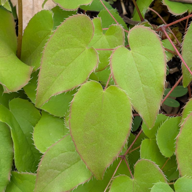 イカリソウ：葉 ／ Bishop's Hat - Green leaves