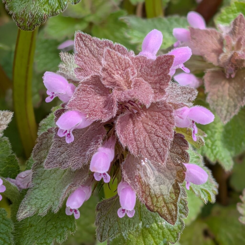 ヒメオドリコソウ:花序を上から / Red Dead-nettle - Inflorescence viewed from above