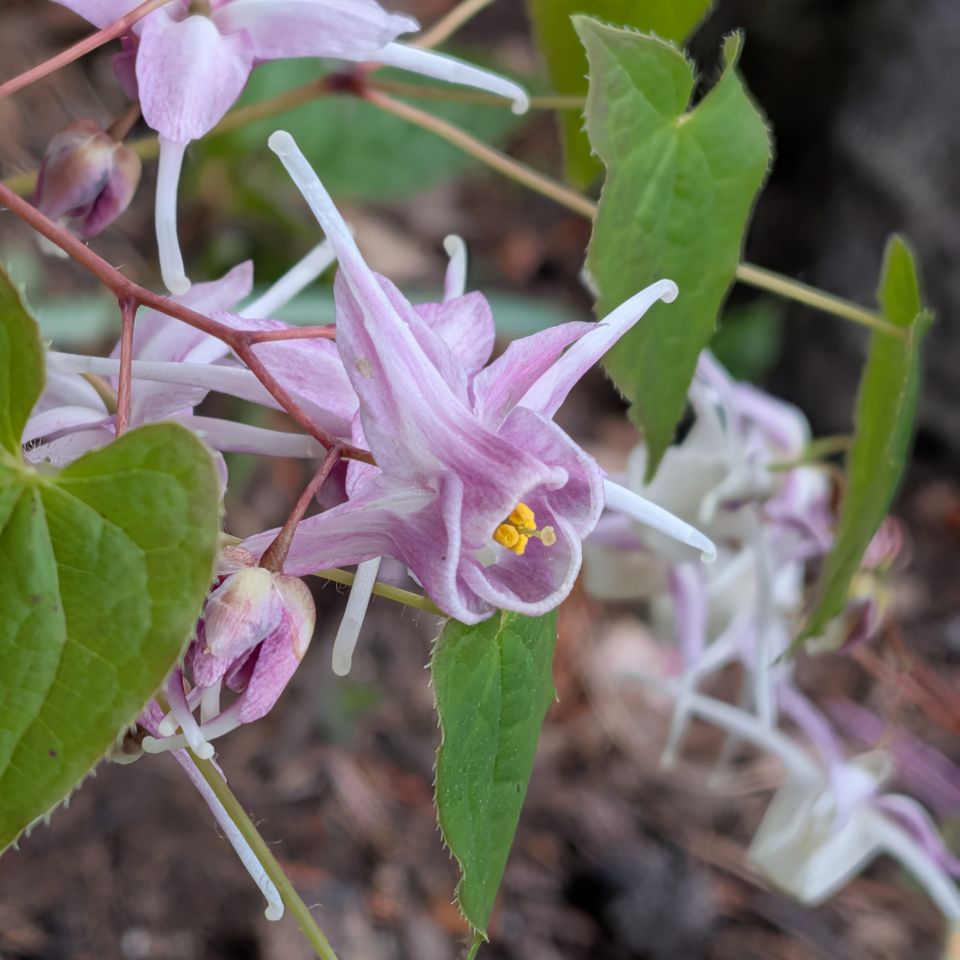 イカリソウ：花を下から ／ Bishop's Hat - View from below