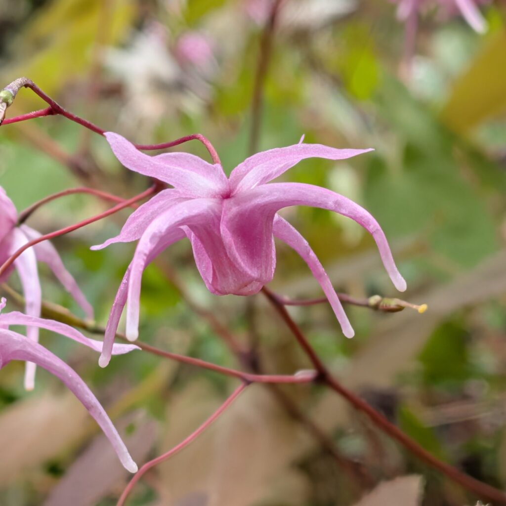 イカリソウ：濃桃色の花 ／ Bishop's Hat - Deep pink flower