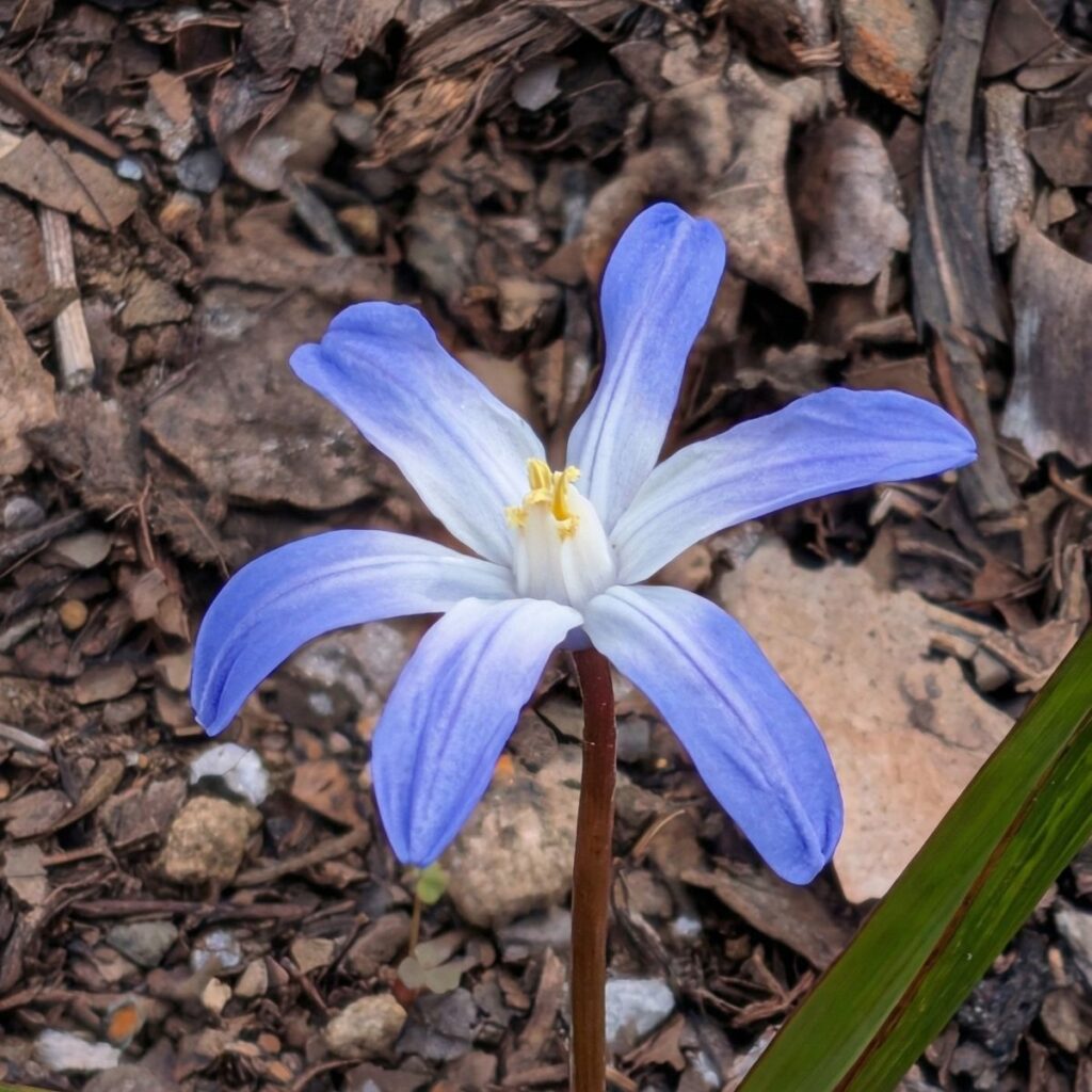 チオノドクサ： 花 ／ Glory of the snow - Floral
