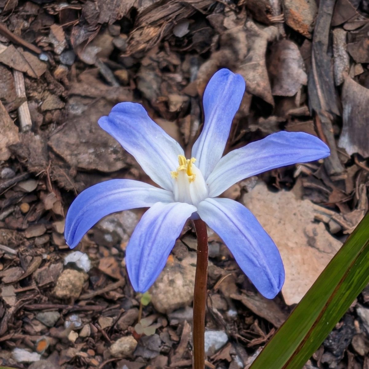 チオノドクサ / Glory of the snow
