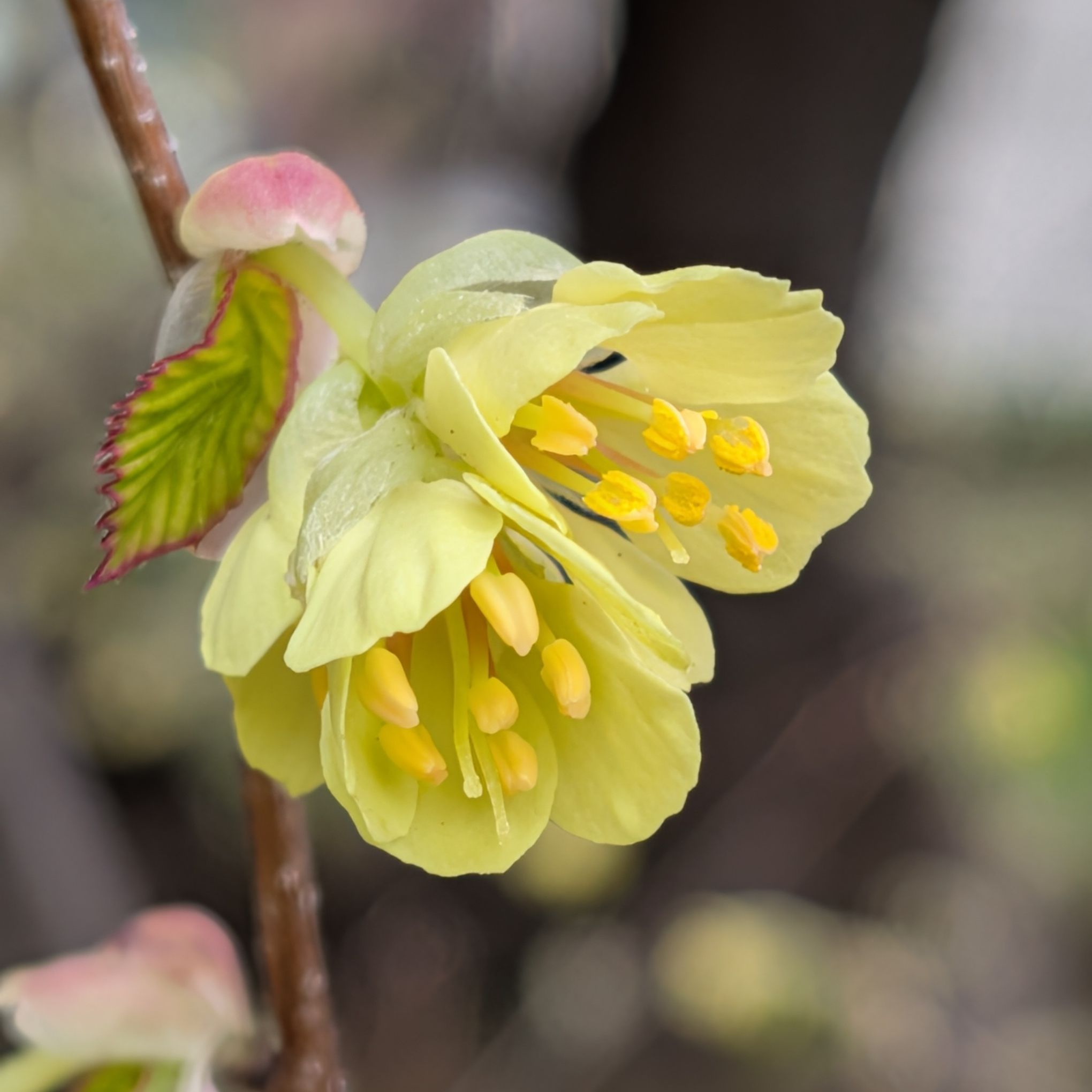 ヒュウガミズキ / Buttercup Winter Hazel