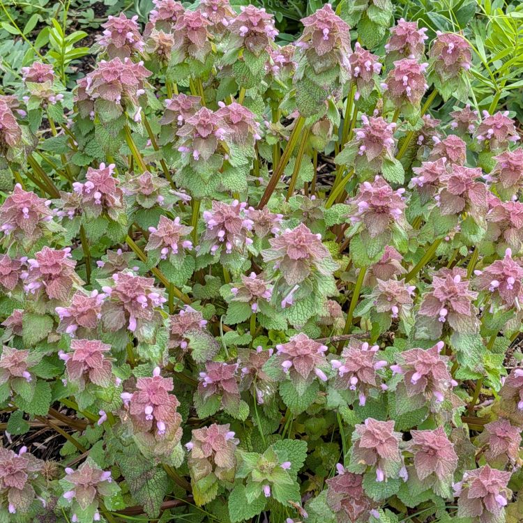 ヒメオドリコソウ:群生を遠くから / Red Dead-nettle - A cluster of plants viewed from a distance