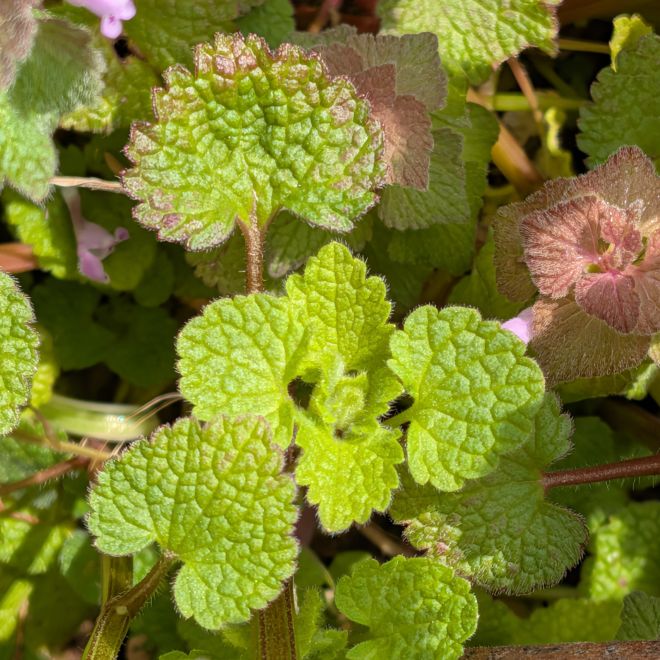 ヒメオドリコソウ:葉 / Red Dead-nettle - Leaves