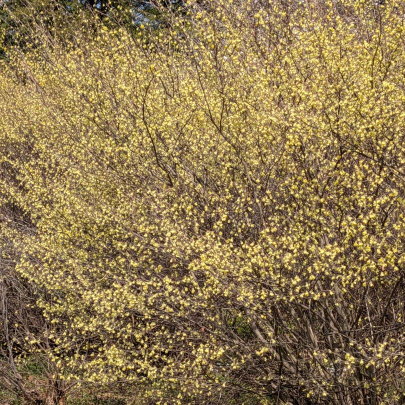 ヒュウガミズキ：全体 ／ Buttercup Winter Hazel - Whole