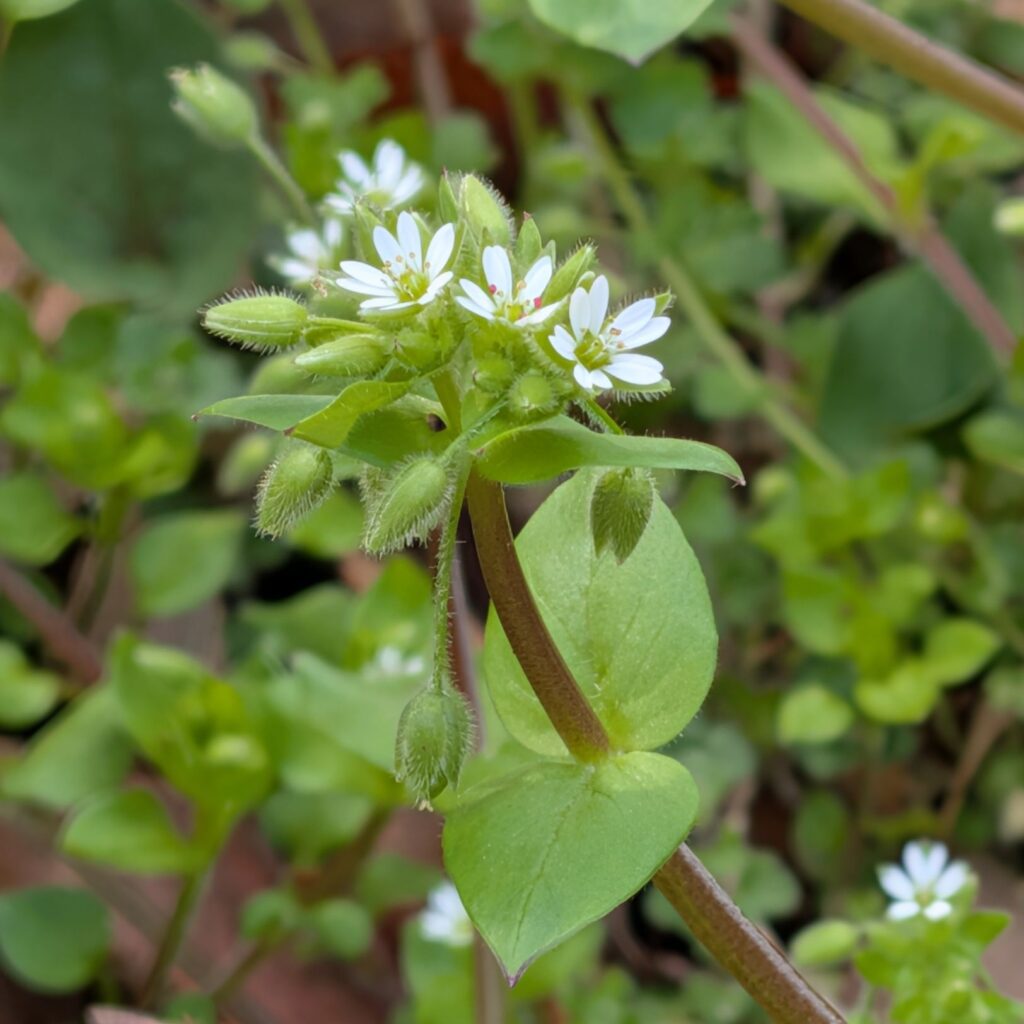 コハコベ:茎と葉と花 / Common Chickweed - Stem, leaves, and flowers