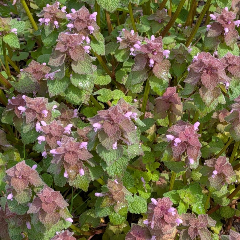 ヒメオドリコソウ:群生を近くから / Red Dead-nettle - A cluster of plants viewed up close