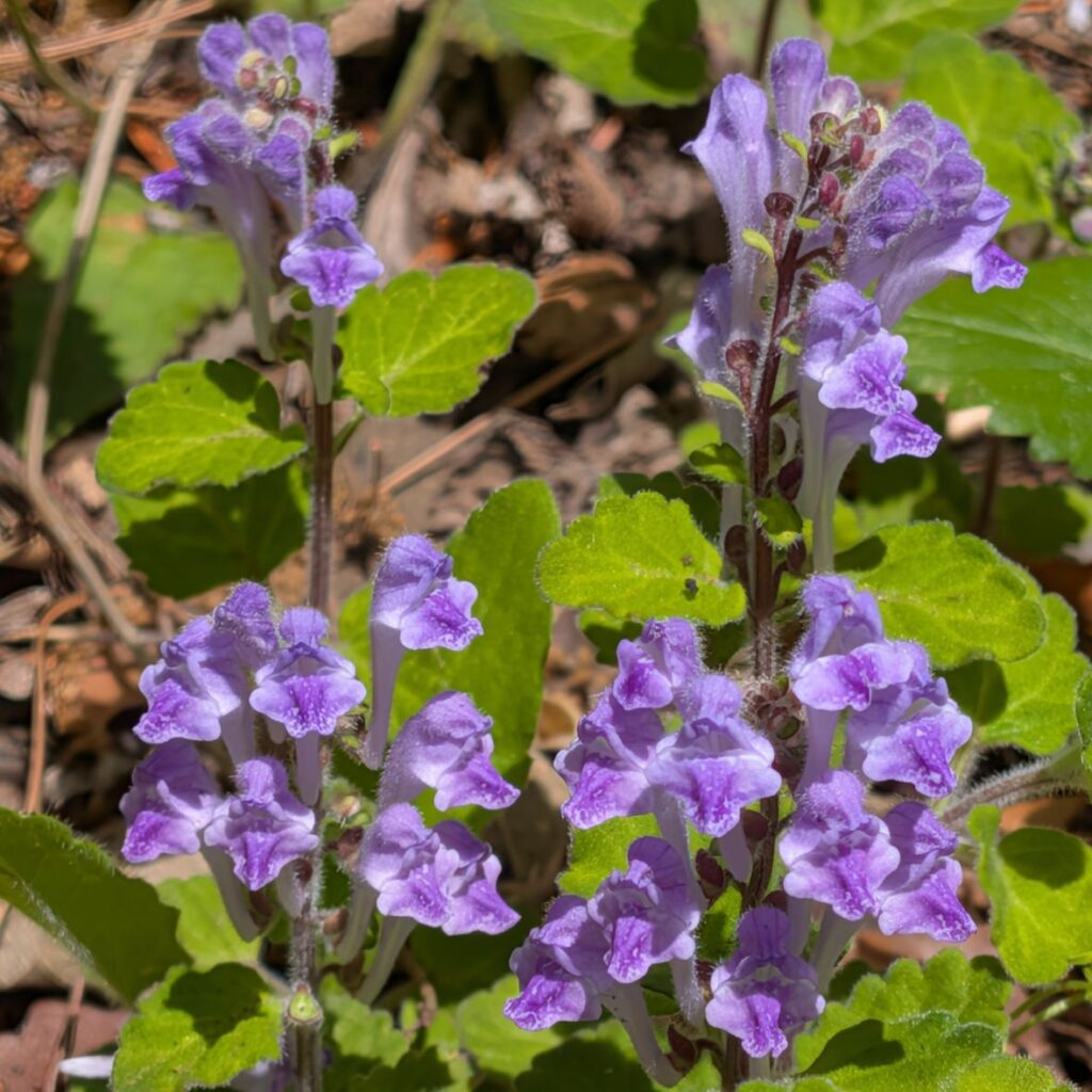 タツナミソウ： 花々 ／ Skullcap - Flowers