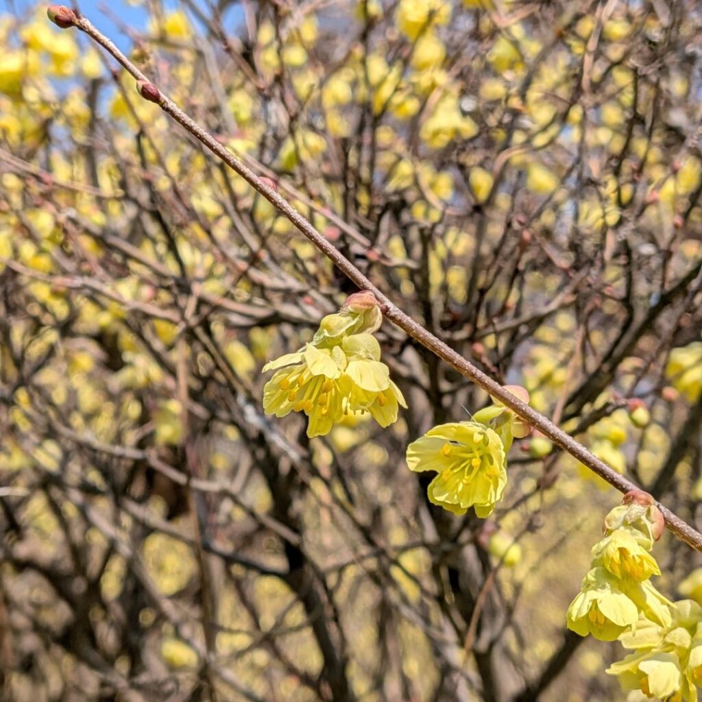 ヒュウガミズキ：枝先の花々 ／ Buttercup Winter Hazel - Flowers at the end of the branches