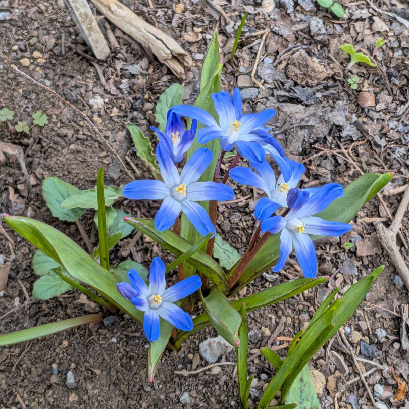 チオノドクサ： 青色の花々 ／ Glory of the snow - Shades of blue
