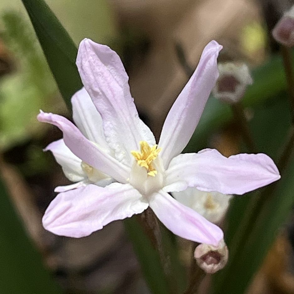 チオノドクサ： 薄紅色の花 ／ Glory of the snow - Soft pink bloom
