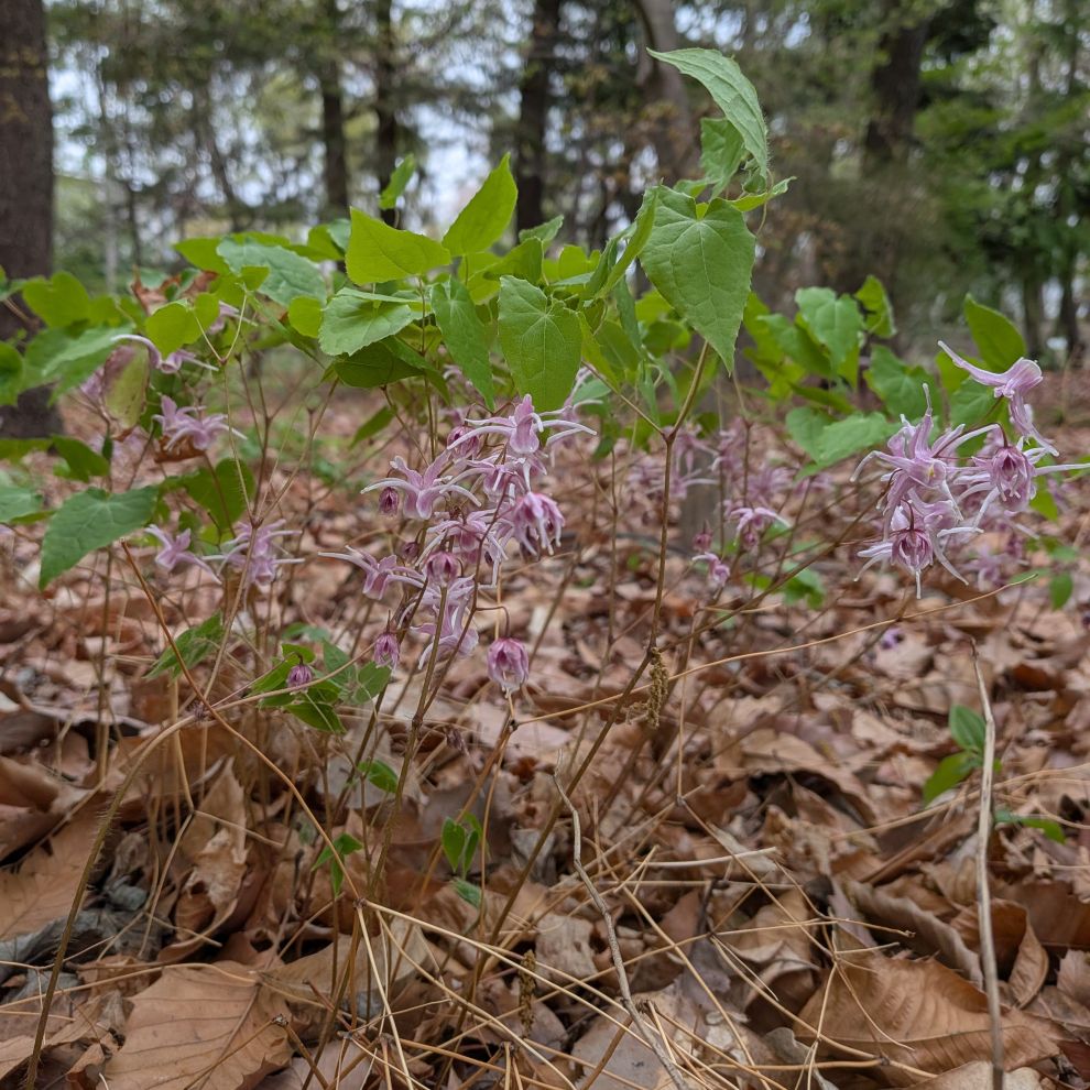 イカリソウ：群生 ／ Bishop's Hat - Flowers in clusters