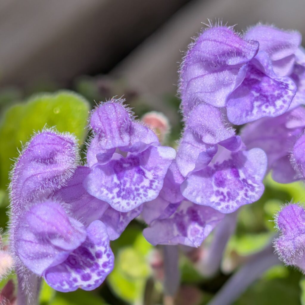 タツナミソウ： 花々をもっと近くから ／ Skullcap - Macro