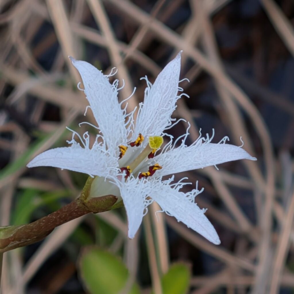 ミツガシワ：花を斜めから ／ Bogbean - Angled view of flower