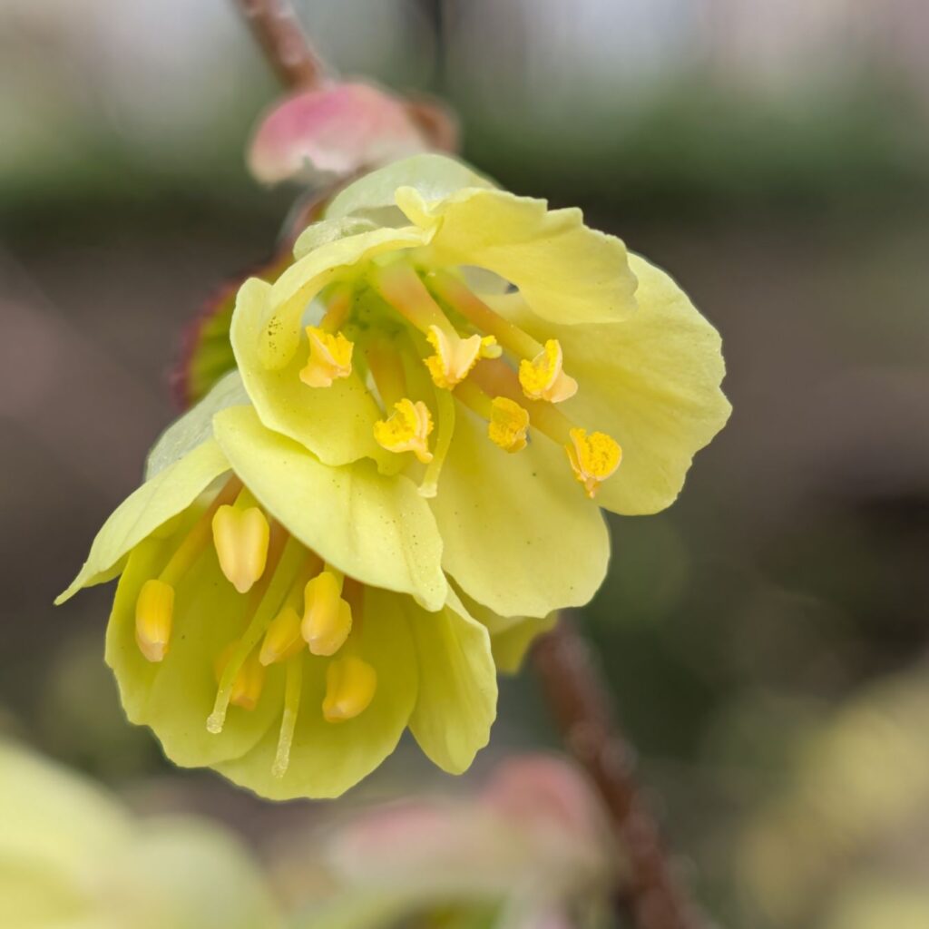 ヒュウガミズキ：花々を下から ／ Buttercup Winter Hazel - Flowers from below