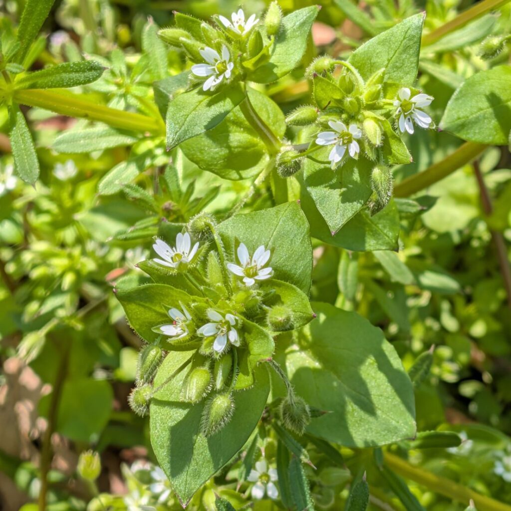 コハコベ: たくさんの花 / Common Chickweed - Flowers in Abundance