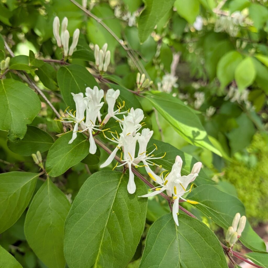 ハナヒョウタンボク：咲いている花々 ／ Amur Honeysuckle - Flowers in bloom