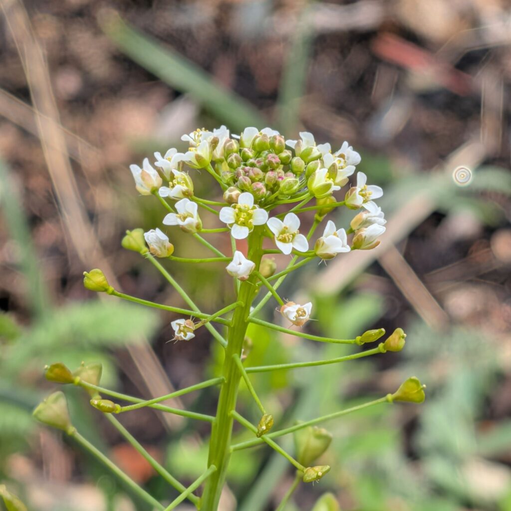ナズナ：花序を横から ／ Shepherd's Purse - Inflorescence (side view)
