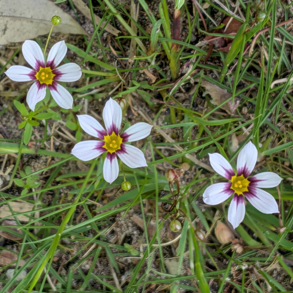 ニワゼキショウ：白色の花々 ／ Blue-eyed Grass - White flowers