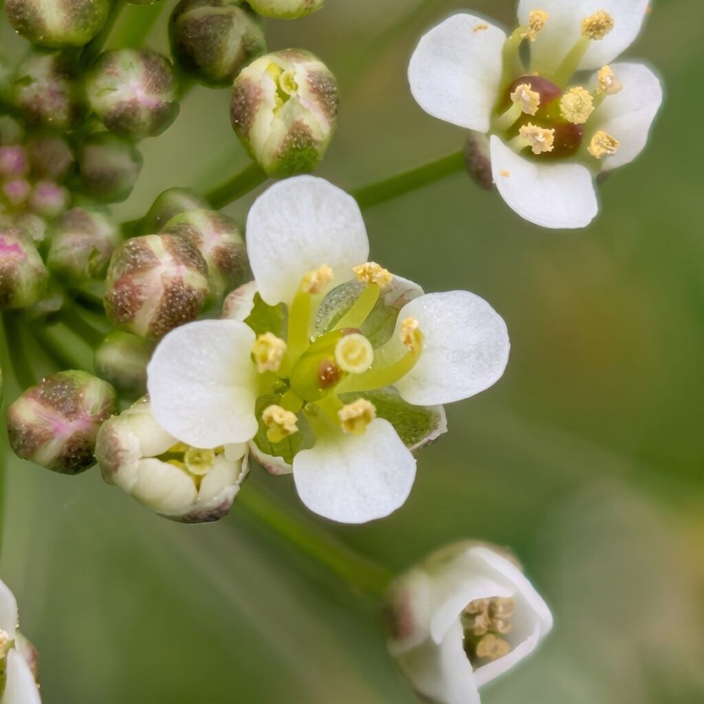 ナズナ：小花を近くから ／ Shepherd's Purse - Close-up of a floret