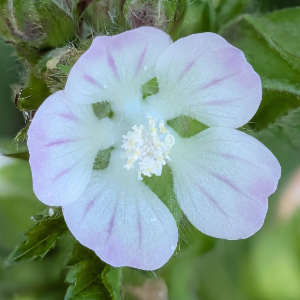 フユアオイ:花を近くから / Cluster Mallow - Flower close-up