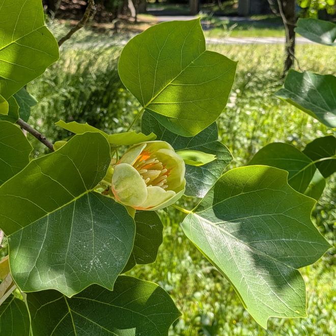 ユリノキ：花 ／ Tulip Tree - Flower