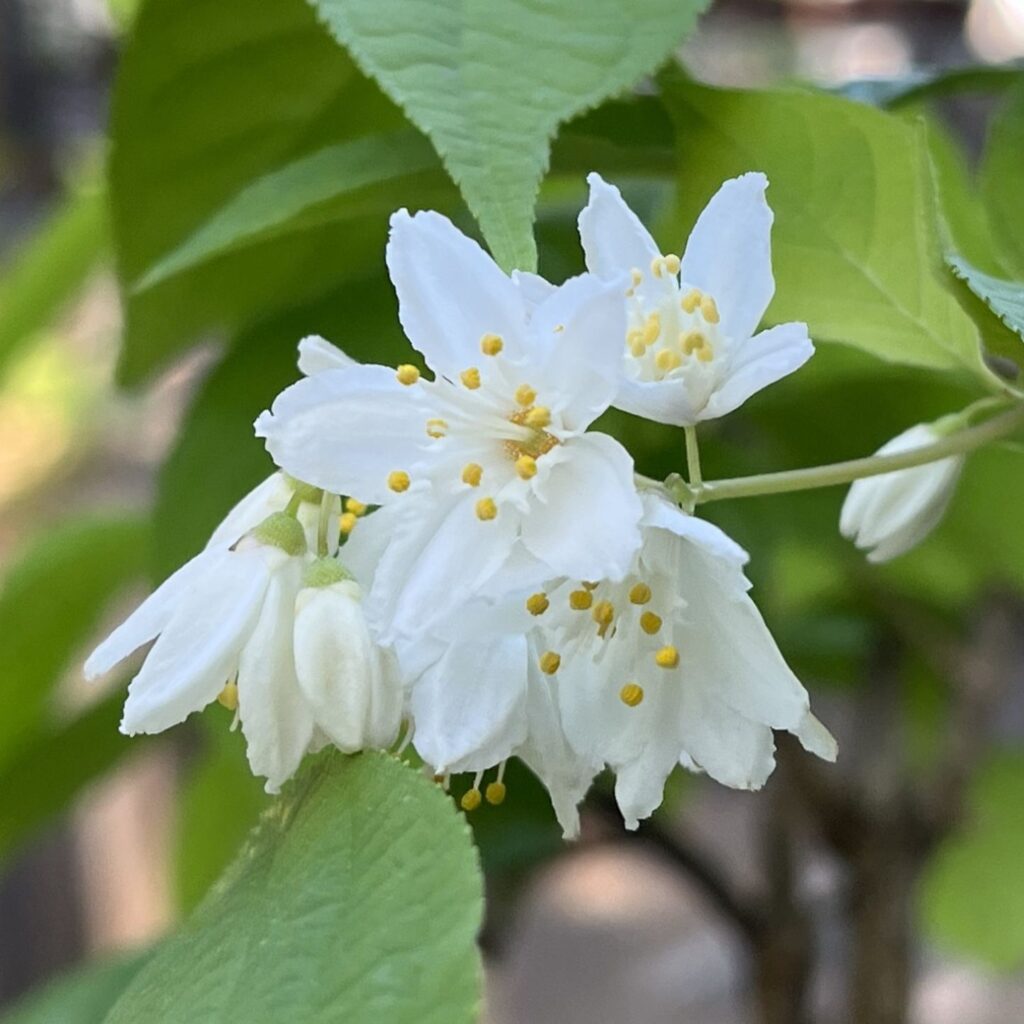 ヒメウツギ：蕾と花々 ／ Slender Deutzia - Buds and blossoms
