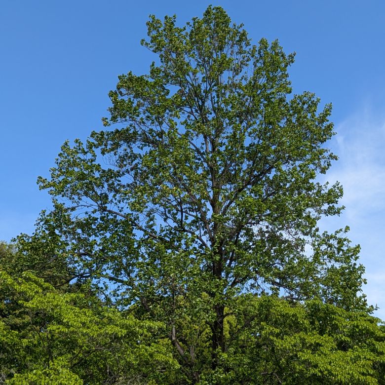 ユリノキ：木 ／ Tulip Tree - The tree