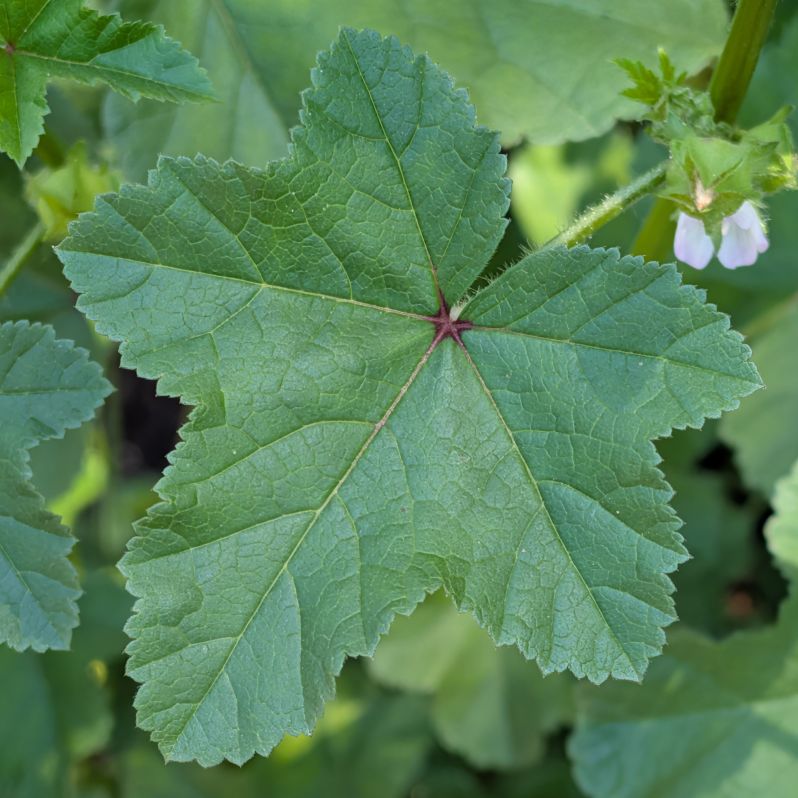 フユアオイ:葉を近くから / Cluster Mallow - Leaf close-up
